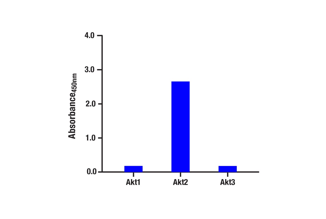 ELISA Image 1: Phospho-Akt (Ser473) (D9E) XP<sup>®</sup> Rabbit mAb (BSA and Azide Free)