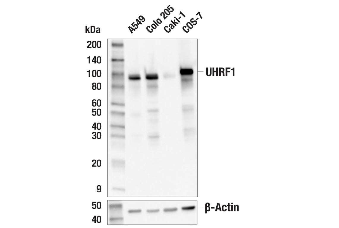 Western Blotting Image 2: UHRF1 (E5W8W) Rabbit mAb