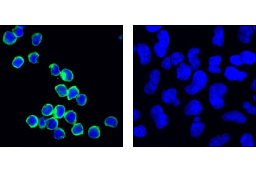 Immunofluorescence Image 1: HS1 (D83A8) XP<sup>®</sup> Rabbit mAb