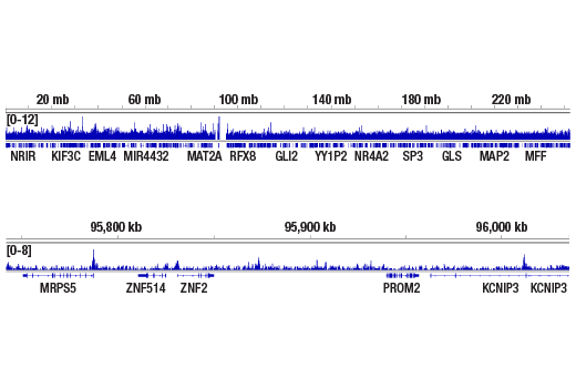 Chromatin Immunoprecipitation Image 2: Histone H2A.Z (E9M5G) Rabbit mAb