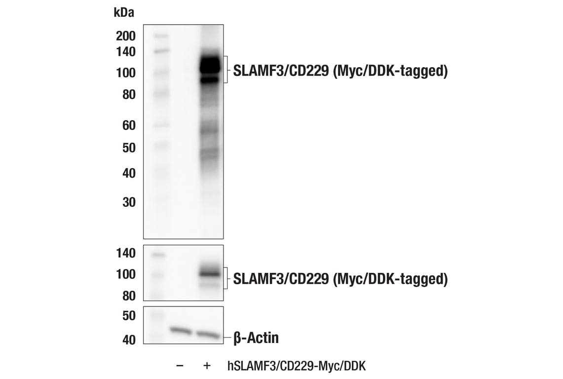 Western Blotting Image 2: SLAMF3/CD229 (E5E8A) Rabbit mAb