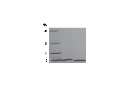 Human NRG1-β1 Recombinant Protein: Image 1