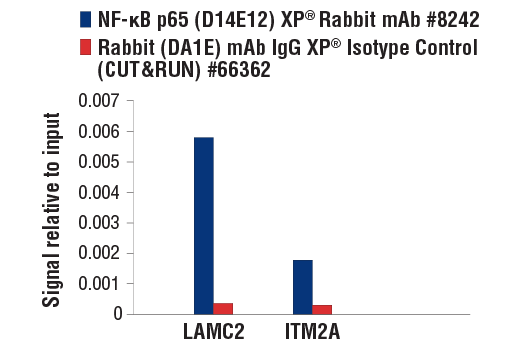 undefined Image 19: PhosphoPlus<sup>®</sup> NF-κB p65/RelA (Ser536) Antibody Duet