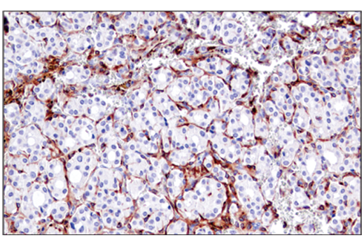 Immunohistochemistry Image 1: CSF-1R/M-CSF-R (E4T8Z) Rabbit mAb