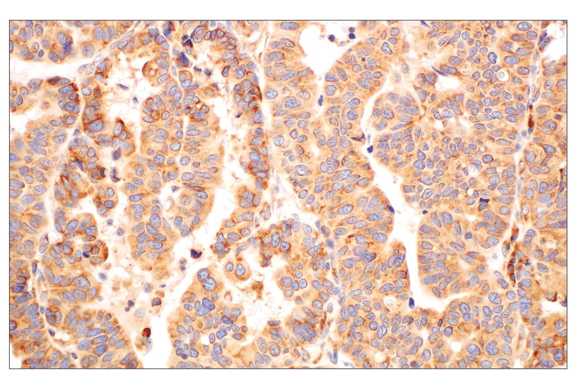 Immunohistochemistry Image 1: RACK1 (D59D5) Rabbit mAb