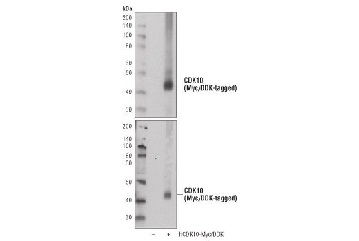 Western Blotting Image 2: CDK10 (D8Z7Z) Rabbit mAb