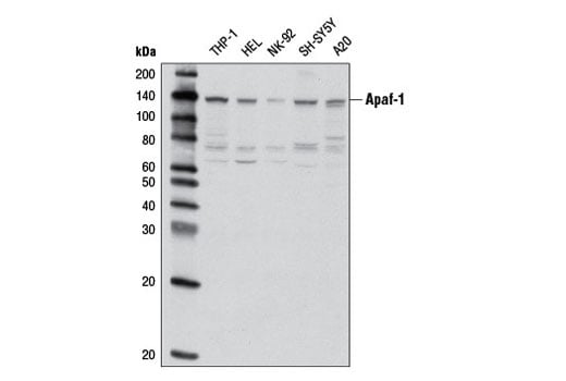 Western Blotting Image 2: Apaf-1 (D5C3) Rabbit mAb