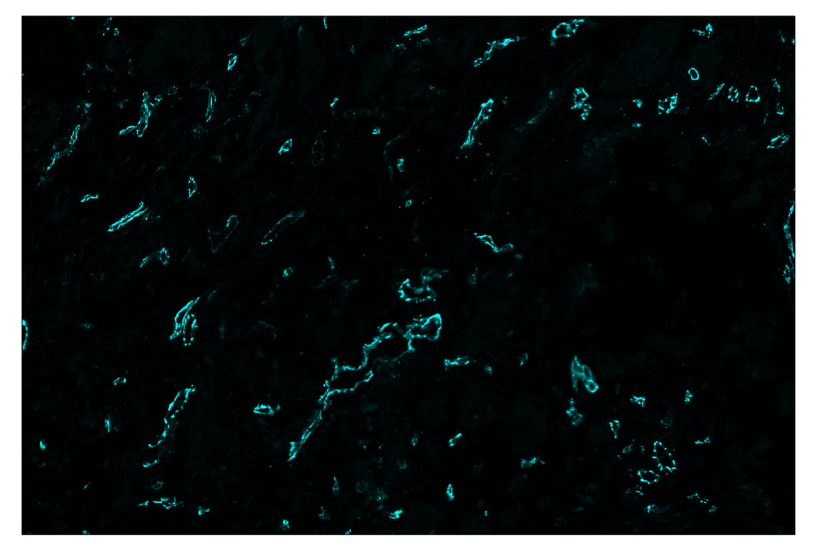 Immunohistochemistry Image 5: CD31 (PECAM-1) (89C2) & CO-0028-750 SignalStar<sup>™</sup> Oligo-Antibody Pair