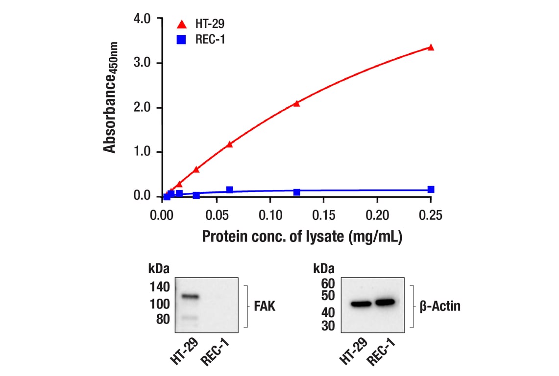 ELISA Image 1: PathScan<sup>®</sup> RP Total FAK Sandwich ELISA Kit