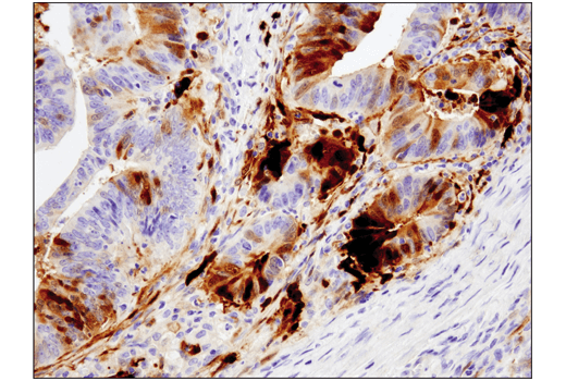 Immunohistochemistry Image 1: IDO (D5J4E<sup>™</sup>) Rabbit mAb (BSA and Azide Free)