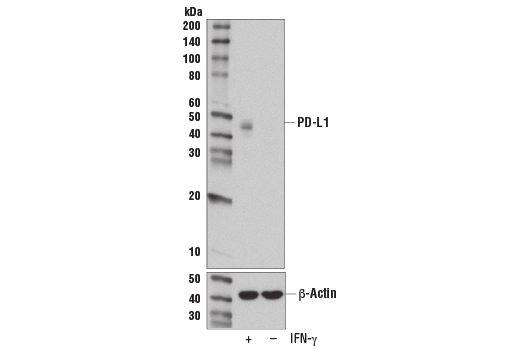 Western Blotting Image 2: PD-L1 (E1L3N<sup>®</sup>) XP<sup>®</sup> Rabbit mAb (BSA and Azide Free)