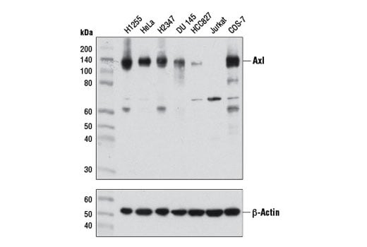 Western Blotting Image 2: Axl (C89E7) Rabbit mAb (BSA and Azide Free)