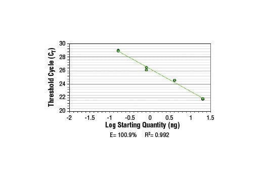 Chromatin Immunoprecipitation Image 2: SimpleChIP<sup>®</sup> Human γ-Actin Intron 3 Primers