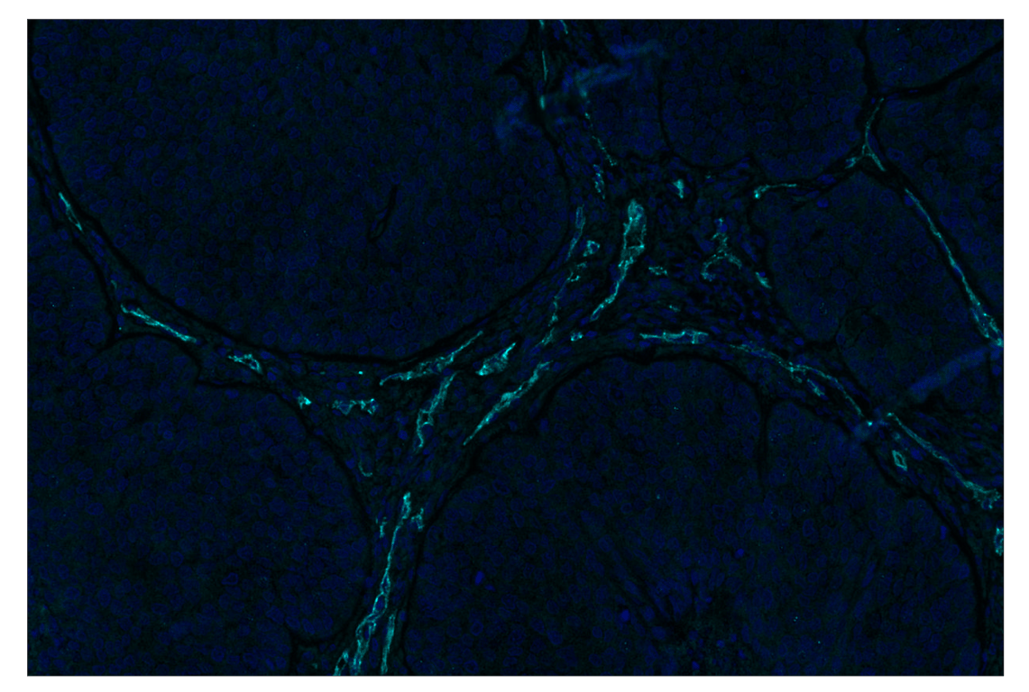 Immunohistochemistry Image 2: VE-Cadherin (E6N7A) & CO-0149-647 SignalStar<sup>™</sup> Oligo-Antibody Pair