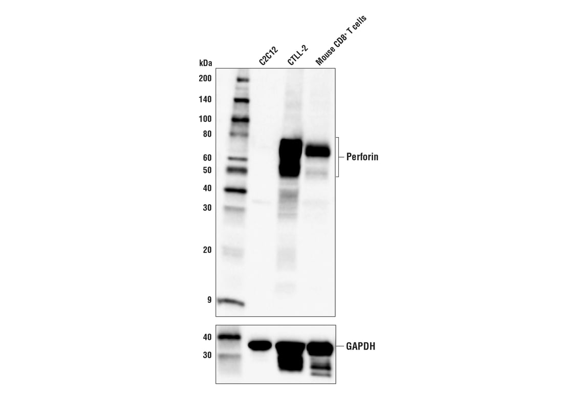 Western Blotting Image 1: Perforin (E9F7N) Rabbit mAb