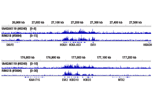 Chromatin Immunoprecipitation Image 2: Ubiquityl-Histone H2A (Lys119) (D27C4) XP<sup>®</sup> Rabbit mAb