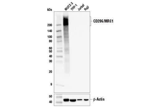 Western Blotting Image 1: CD206/MRC1 (E2L9N) Rabbit mAb (BSA and Azide Free)