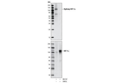 Western Blotting Image 1: Hydroxy-HIF-1α (Pro564) (D43B5) XP<sup>®</sup> Rabbit mAb