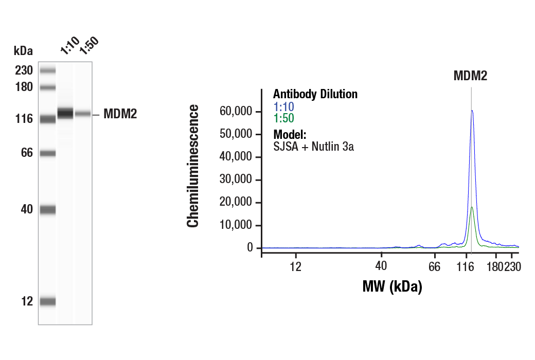 Western Blotting Image 1: MDM2 (F7W7X) Rabbit mAb