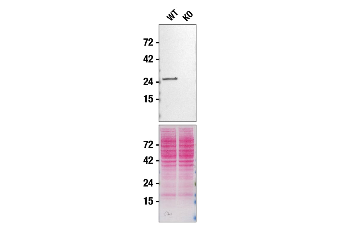 Western Blotting Image 2: Rab27A (D7Z9Q) Rabbit mAb (BSA and Azide Free)