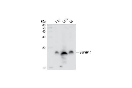 Western Blotting Image 1: Survivin (71G4B7) Rabbit mAb (BSA and Azide Free)
