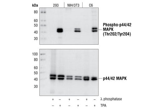 Western Blotting Image 2: Phospho-p44/42 MAPK (Erk1/2) (Thr202/Tyr204) (D13.14.4E) XP<sup>®</sup> Rabbit mAb