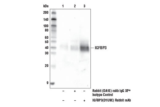 undefined Image 14: YAP/TAZ Transcriptional Targets Antibody Sampler Kit