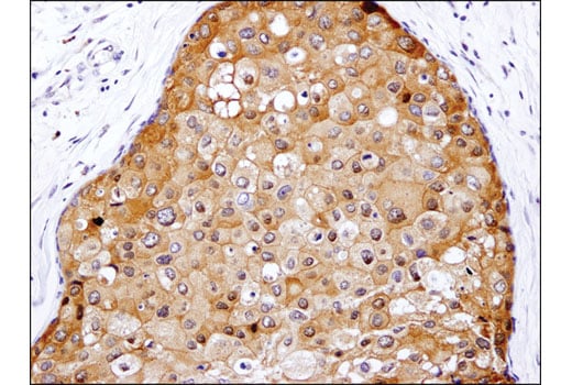 Immunohistochemistry Image 2: Caspase-3 (D3R6Y) Rabbit mAb (IHC Formulated)