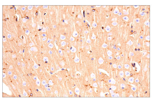 Immunohistochemistry Image 3: ApoE (E7X2A) Rabbit mAb (BSA and Azide Free)