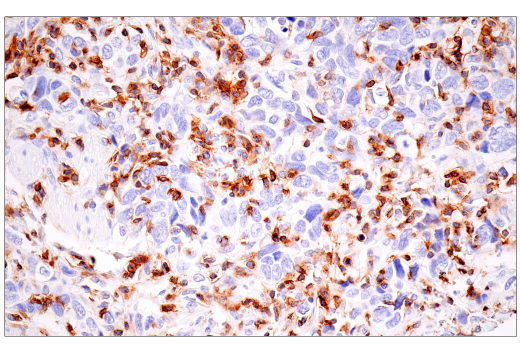 Immunohistochemistry Image 1: SLAMF6/CD352 (E3H1E) XP<sup>®</sup> Rabbit mAb