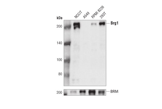 undefined Image 26: BAF Complex Antibody Sampler Kit II