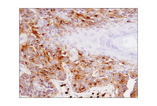Immunohistochemistry Image 3: CD63 (D4I1X) Rabbit mAb (BSA and Azide Free)