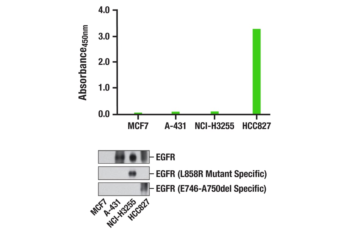 ELISA Image 1: PathScan<sup>®</sup> RP EGF Receptor (E746-A750del Specific) Sandwich ELISA Kit