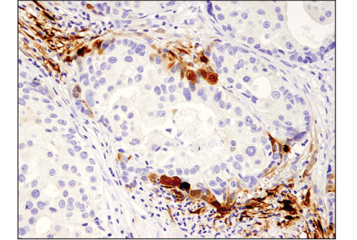 Immunohistochemistry Image 1: IDO (D5J4E<sup>™</sup>) Rabbit mAb