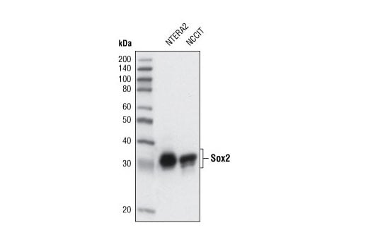 Western Blotting Image 1: Sox2 (L73B4) Mouse mAb