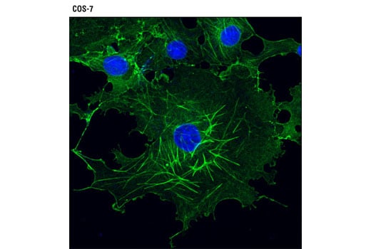 Immunofluorescence Image 1: β-Actin (13E5) Rabbit mAb (BSA and Azide Free)