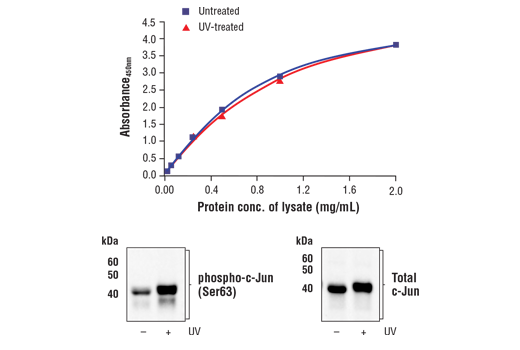 ELISA Image 1: FastScan<sup>™</sup> Total c-Jun ELISA Kit