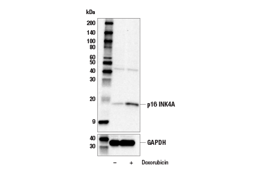 Western Blotting Image 2: p16 INK4A (E5F3Y) Rabbit mAb