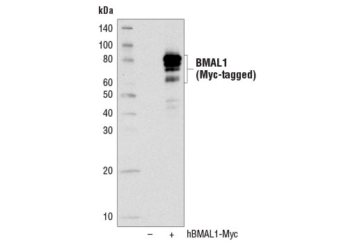 Western Blotting Image 2: BMAL1 (D2L7G) Rabbit mAb