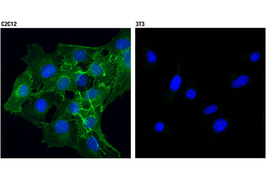 Immunofluorescence Image 1: M-Cadherin (D4B9L) Rabbit mAb