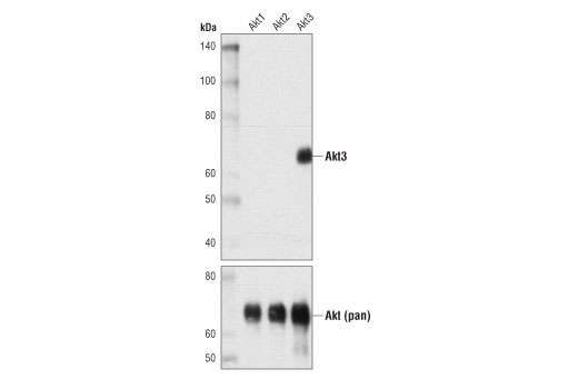 Western Blotting Image 2: Akt3 (E1Z3T) Rabbit mAb