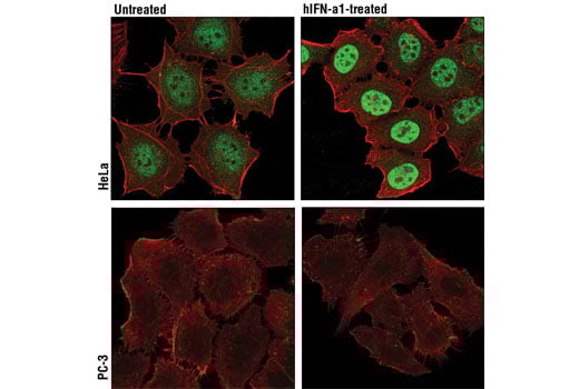 undefined Image 5: PhosphoPlus<sup>®</sup> Stat3 (Tyr705) Antibody Duet