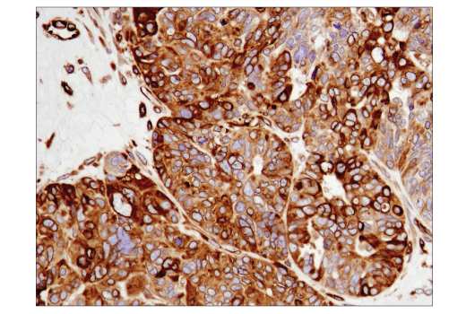 Immunohistochemistry Image 2: STING (D2P2F) Rabbit mAb (BSA and Azide Free)