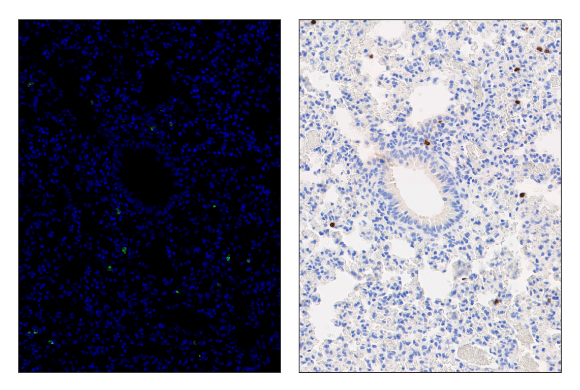 Immunohistochemistry Image 6: Ly-6G (E6Z1T) & CO-0053-488 SignalStar<sup>™</sup> Oligo-Antibody Pair