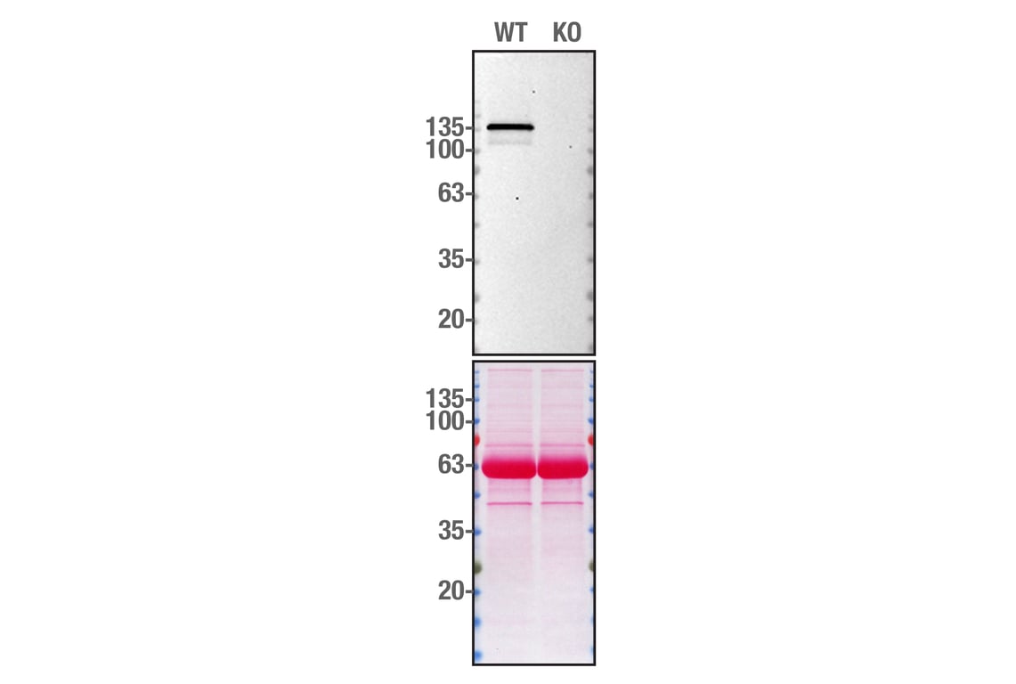 Western Blotting Image 2: SHIP1 (C40G9) Rabbit mAb (BSA and Azide Free)