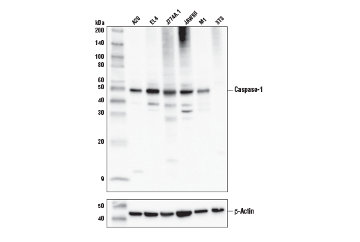 Western Blotting Image 1: Caspase-1 (E2Z1C) Rabbit mAb