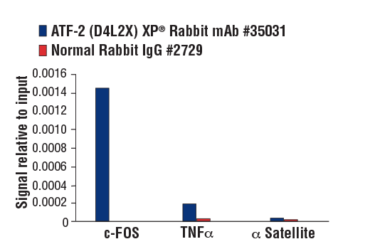 Chromatin Immunoprecipitation Image 3: ATF-2 (D4L2X) XP<sup>®</sup> Rabbit mAb