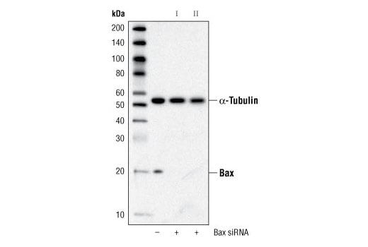 undefined Image 2: SignalSilence<sup>®</sup> Bax siRNA I