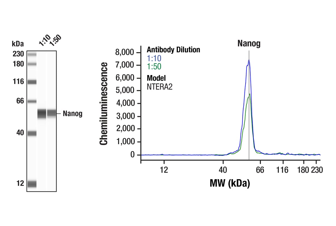 Western Blotting Image 1: Nanog (D73G4) XP<sup>®</sup> Rabbit mAb
