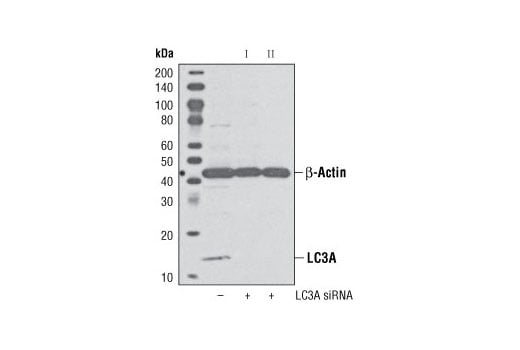 undefined Image 1: SignalSilence<sup>®</sup> LC3A siRNA I